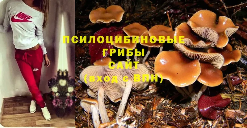 Псилоцибиновые грибы Psilocybe  гидра tor  Каменск-Шахтинский  закладка 